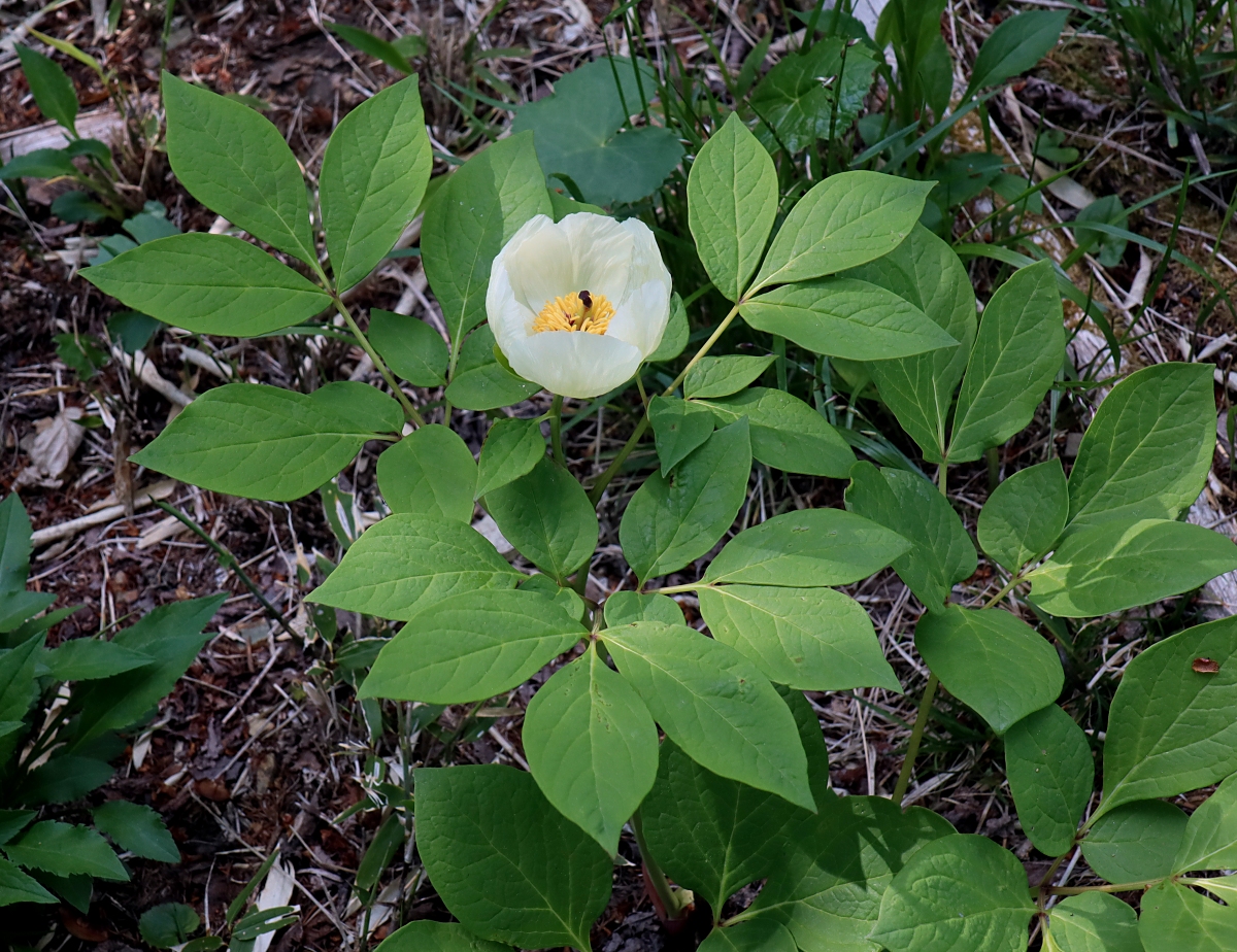 ヤマシャクヤク 山川草木図譜
