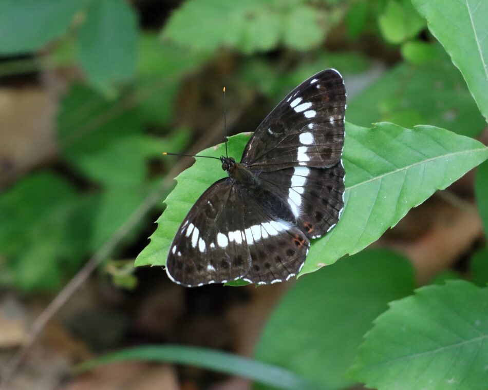 値下げ！ オオイチモンジ 北海道産 雄 × 雌 セット 値下げ！ オオイチモンジ 北海道産 雄 × 雌 セット