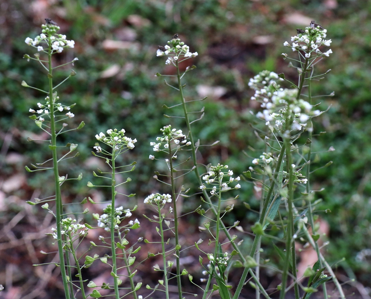 ナズナ 山川草木図譜