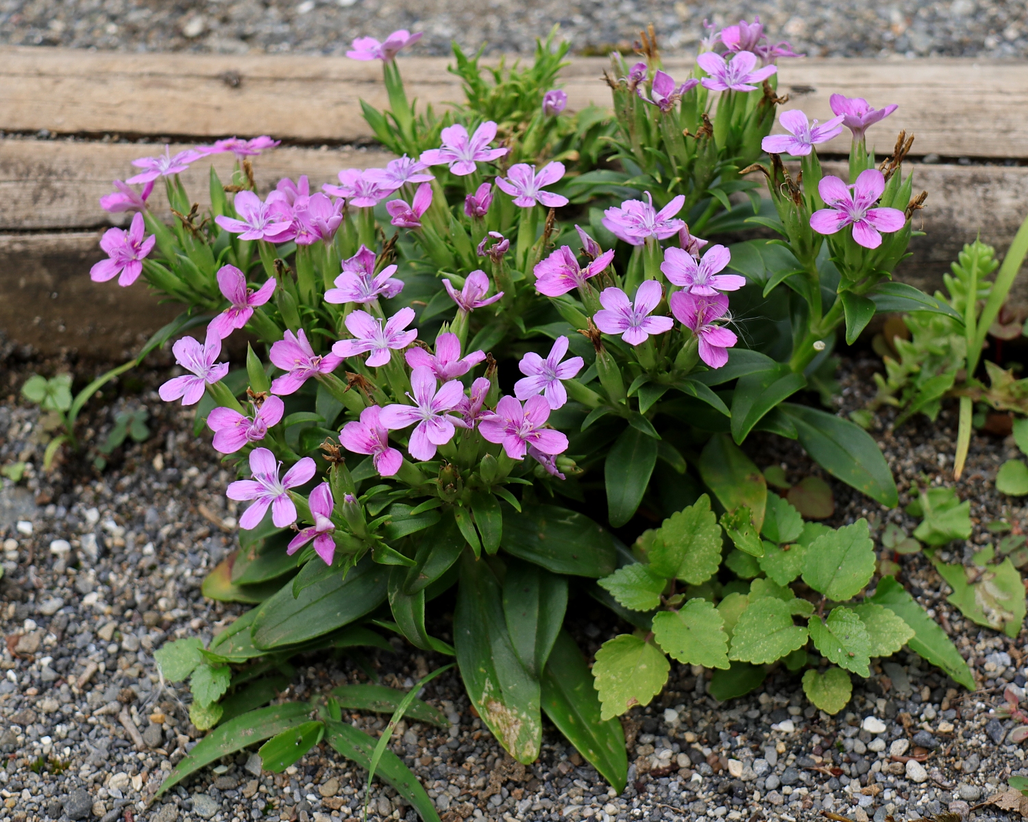 ハマナデシコ 山川草木図譜