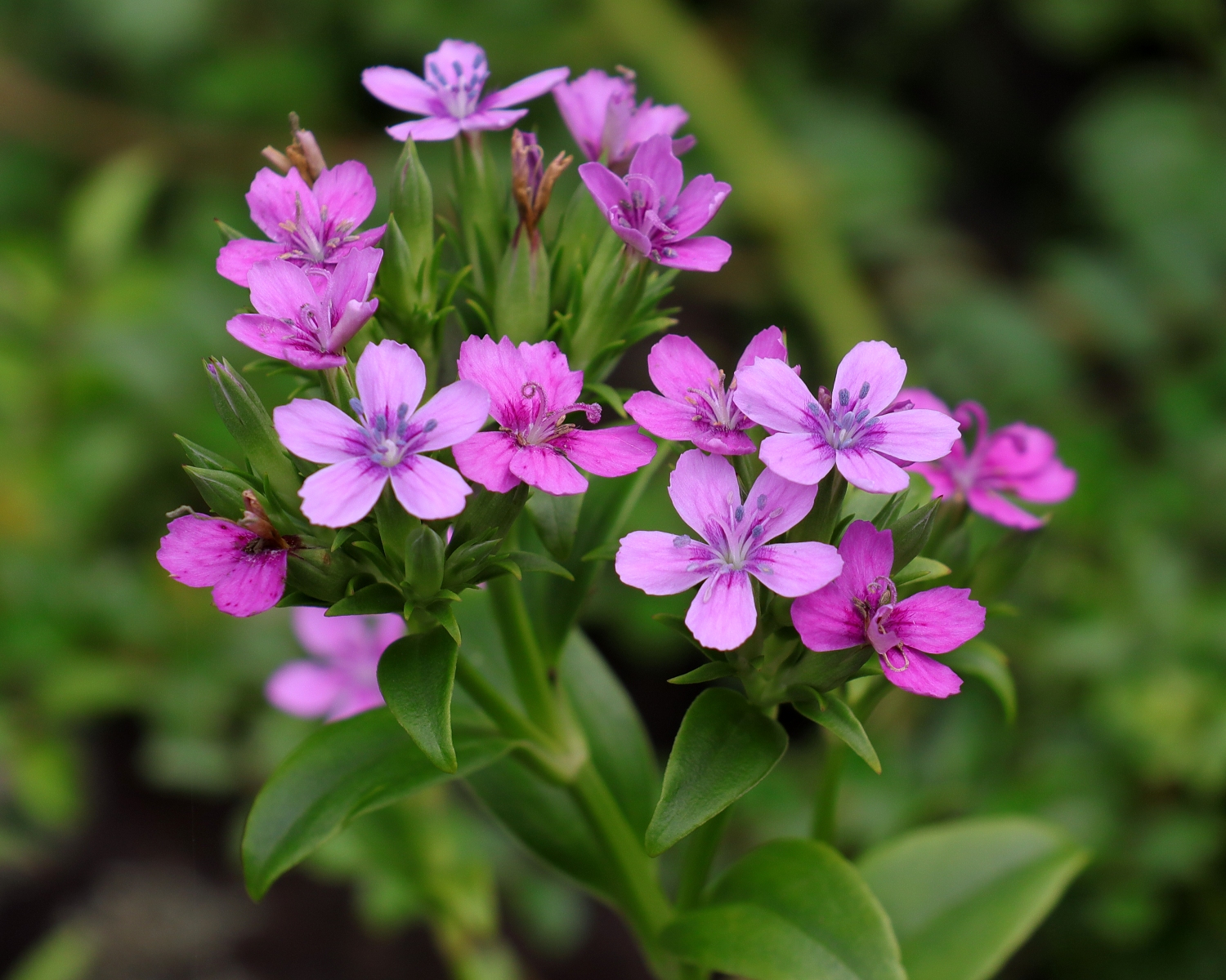 ハマナデシコ 山川草木図譜