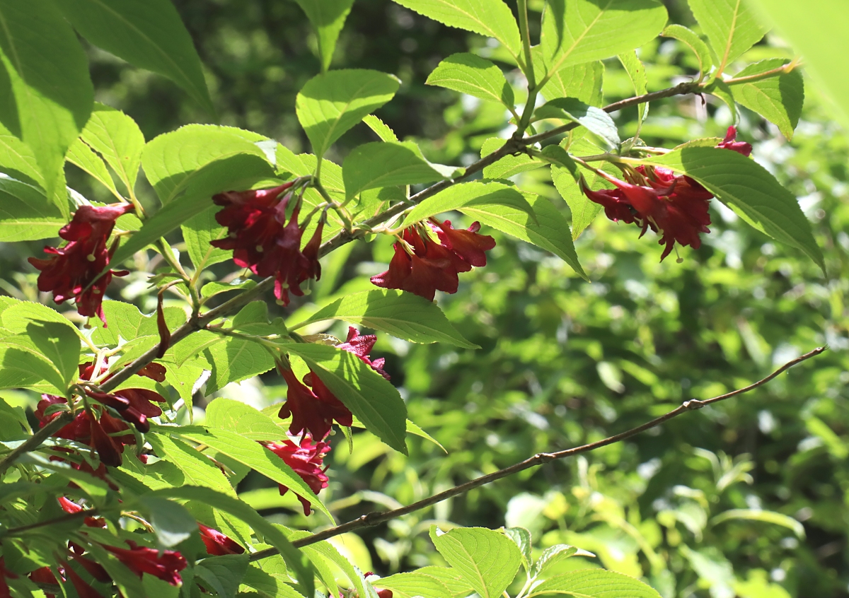 ベニバナニシキウツギ 山川草木図譜