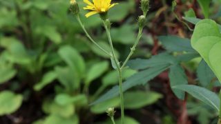 ケキツネノボタン 山川草木図譜