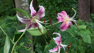 タラノキ 山川草木図譜