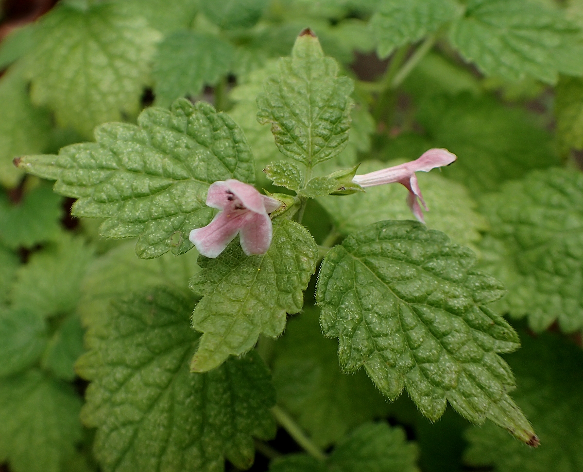 マネキグサ 山川草木図譜
