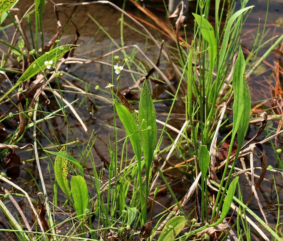 オモダカ科 山川草木図譜