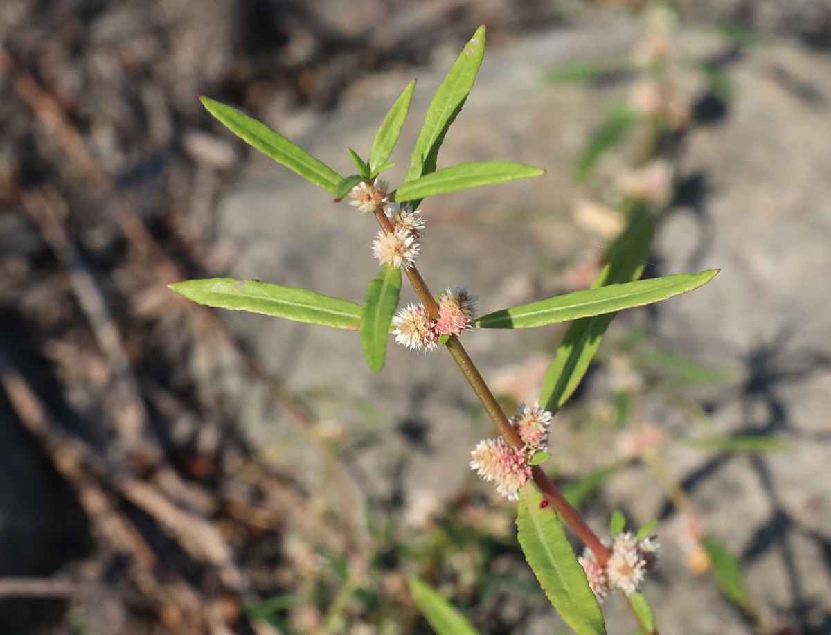 ホソバツルノゲイトウ 山川草木図譜