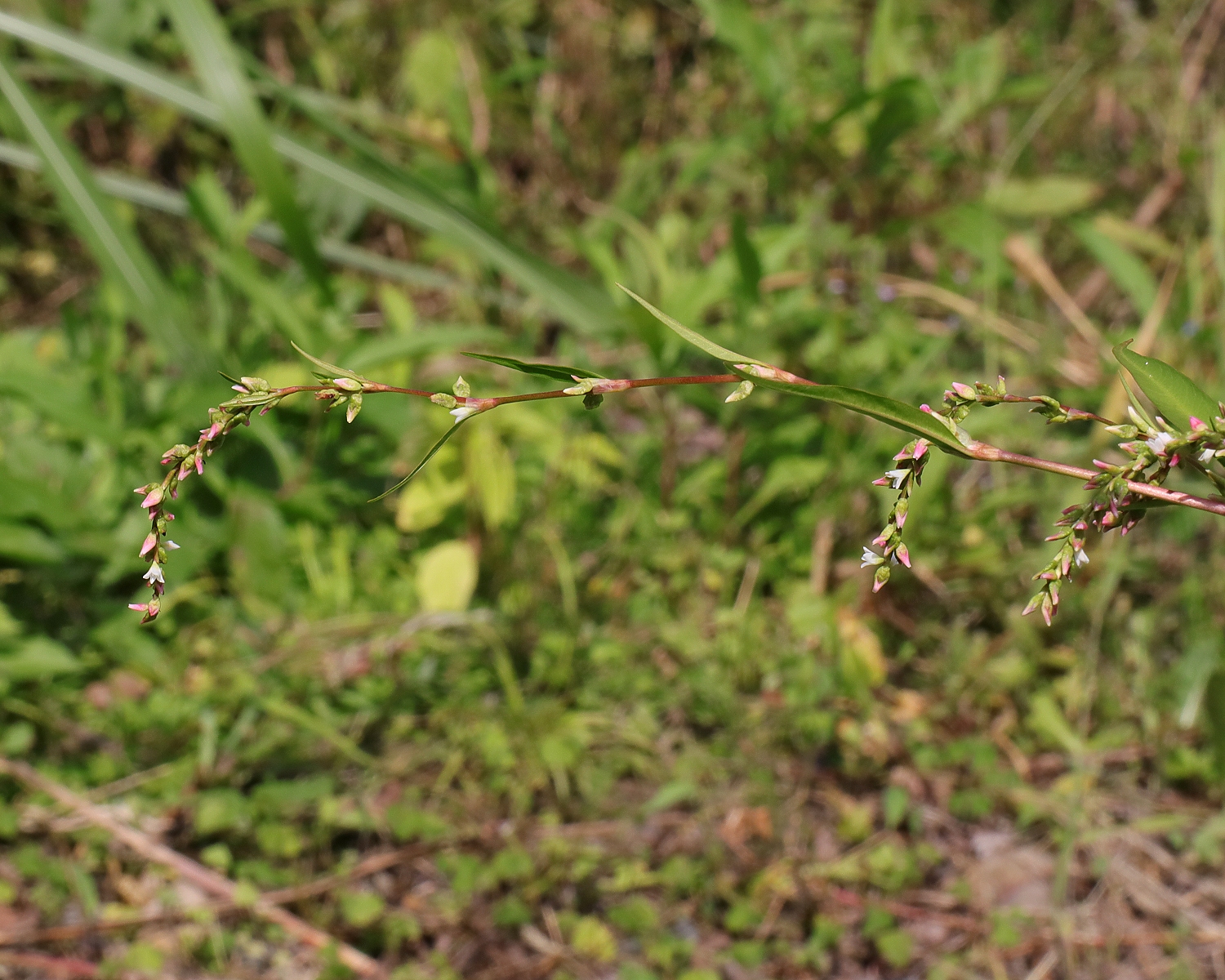 ヤナギタデ 山川草木図譜