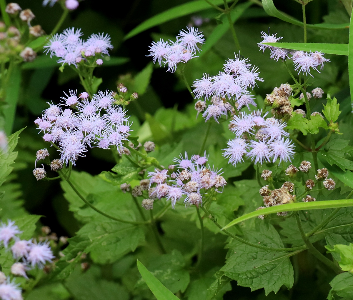 大人気ブランド ユーバトリウム西洋藤袴 宿根草紫藤袴暑い夏下草としても他の植物を守ってくれ 3af2f966 夏の特価セール Pn Batam Go Id 大人気ブランド ユーバトリウム西洋藤袴 宿根草紫藤袴暑い夏下草としても他の植物を守ってくれ 3af2f966 夏の特価セール Pn Batam Go Id