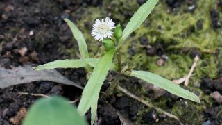 タラノキ 山川草木図譜