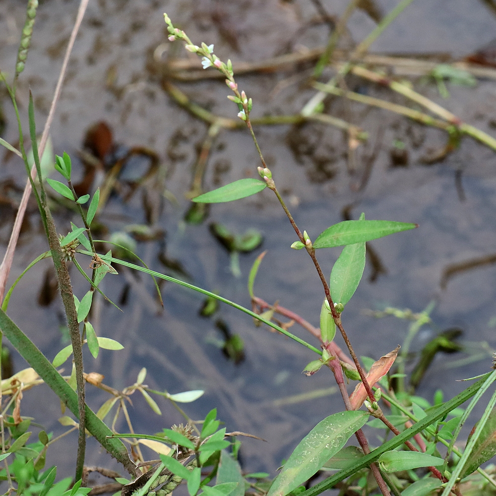 ヤナギタデ 山川草木図譜