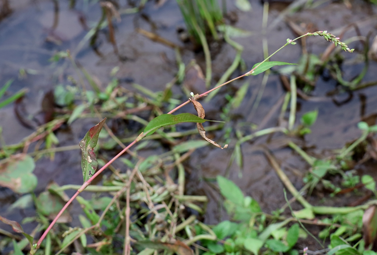 ヤナギタデ 山川草木図譜