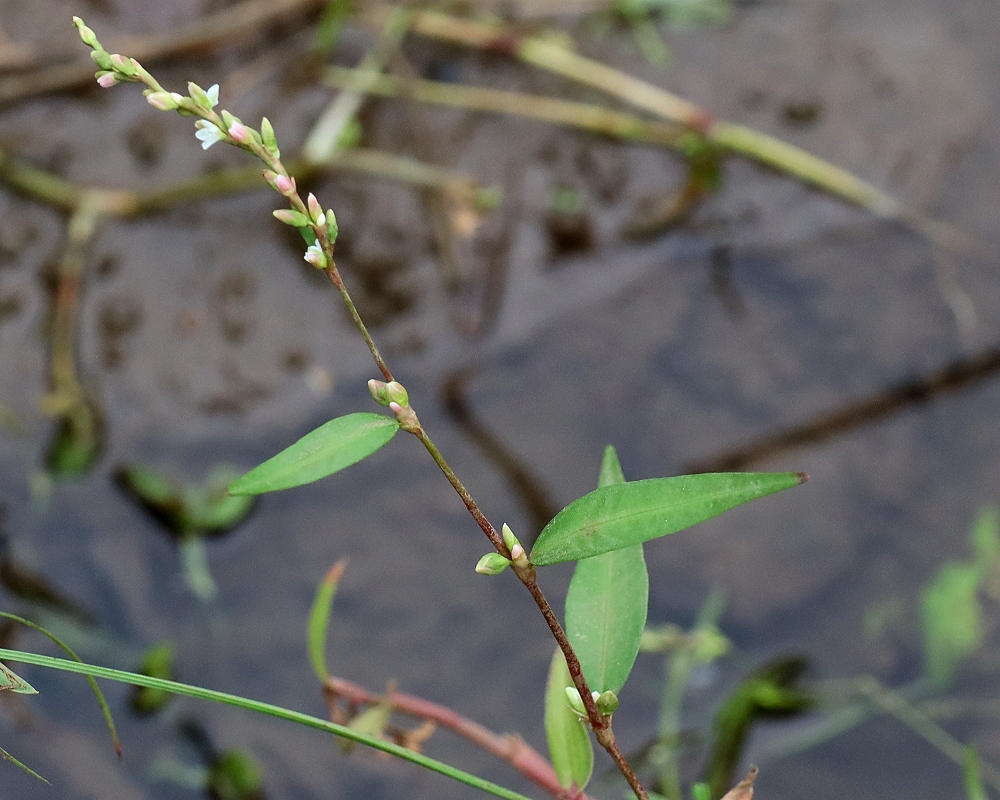ヤナギタデ 山川草木図譜