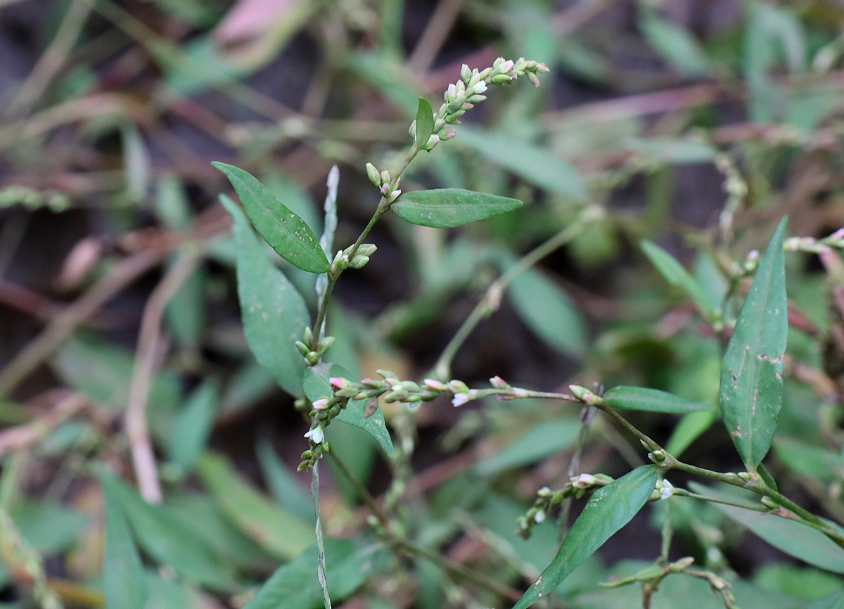 ヤナギタデ 山川草木図譜