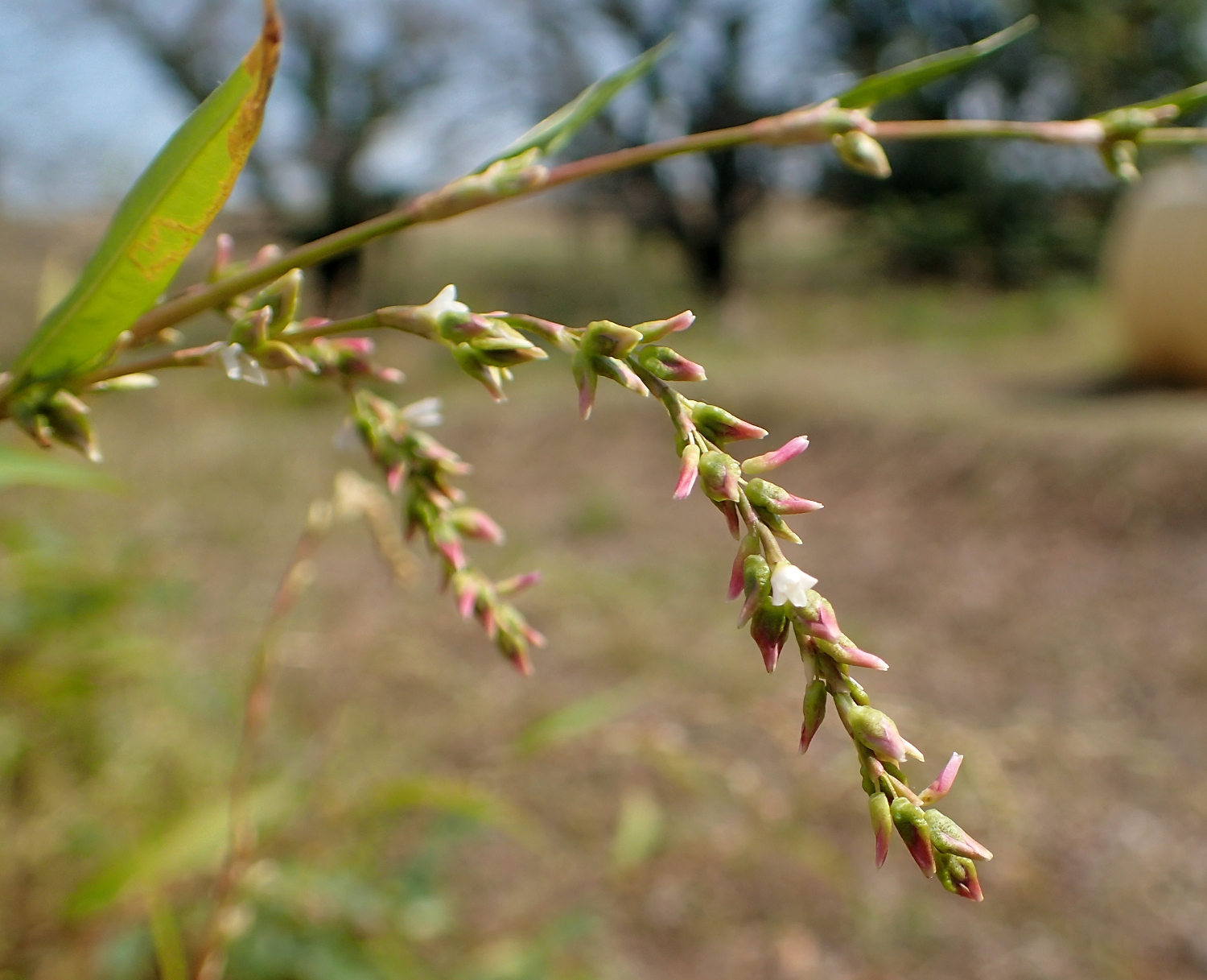 ヤナギタデ 山川草木図譜