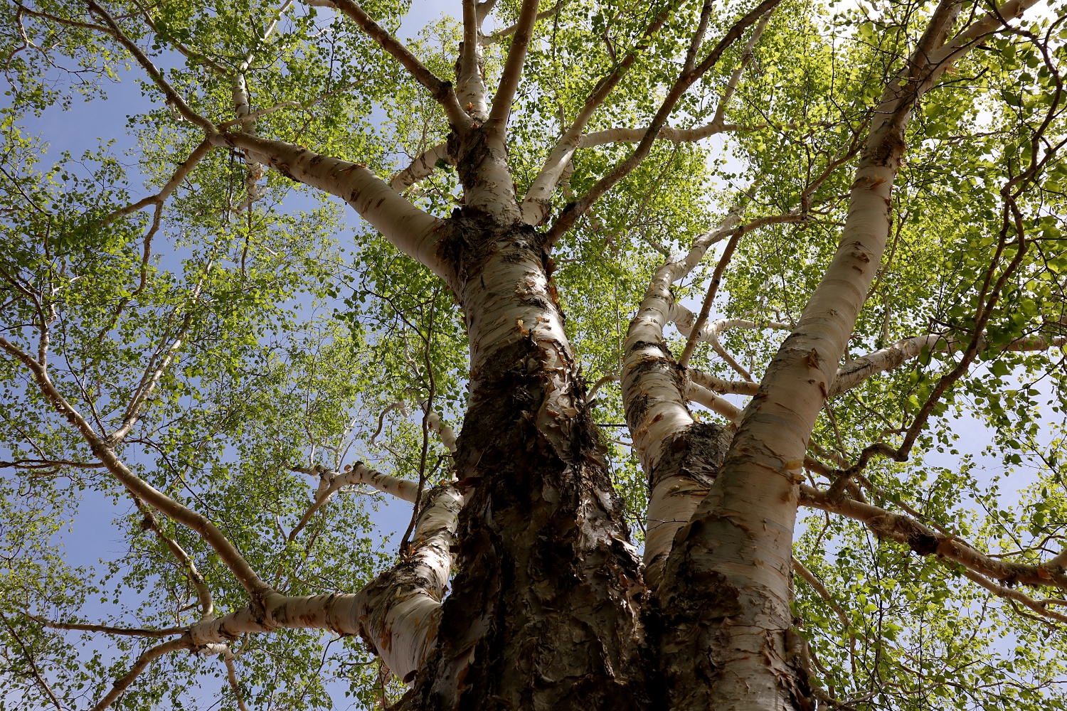 ダケカンバ 山川草木図譜 ダケカンバ 山川草木図譜