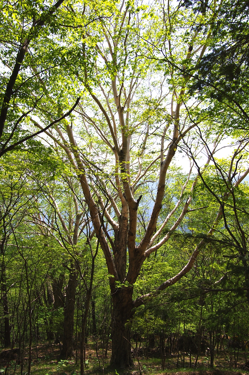 ダケカンバ 山川草木図譜