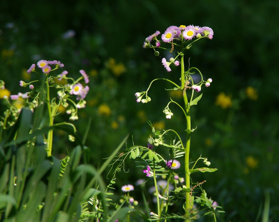 帰化植物 山川草木図譜
