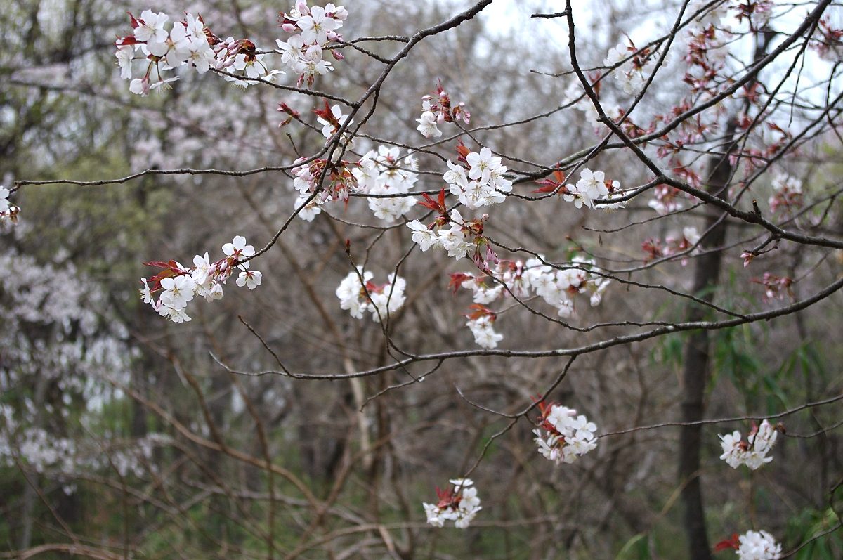 ヤマザクラ 山川草木図譜 ヤマザクラ 山川草木図譜