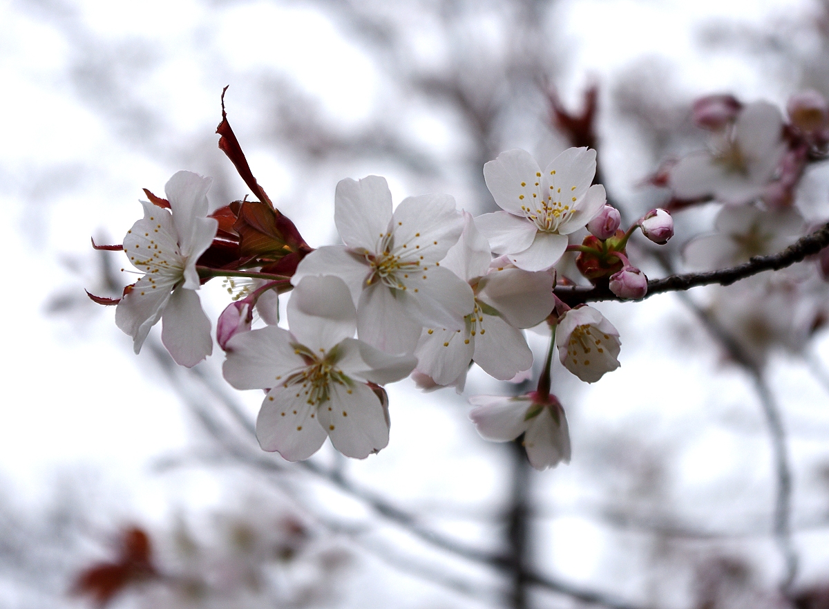 ヤマザクラ 山川草木図譜 ヤマザクラ 山川草木図譜