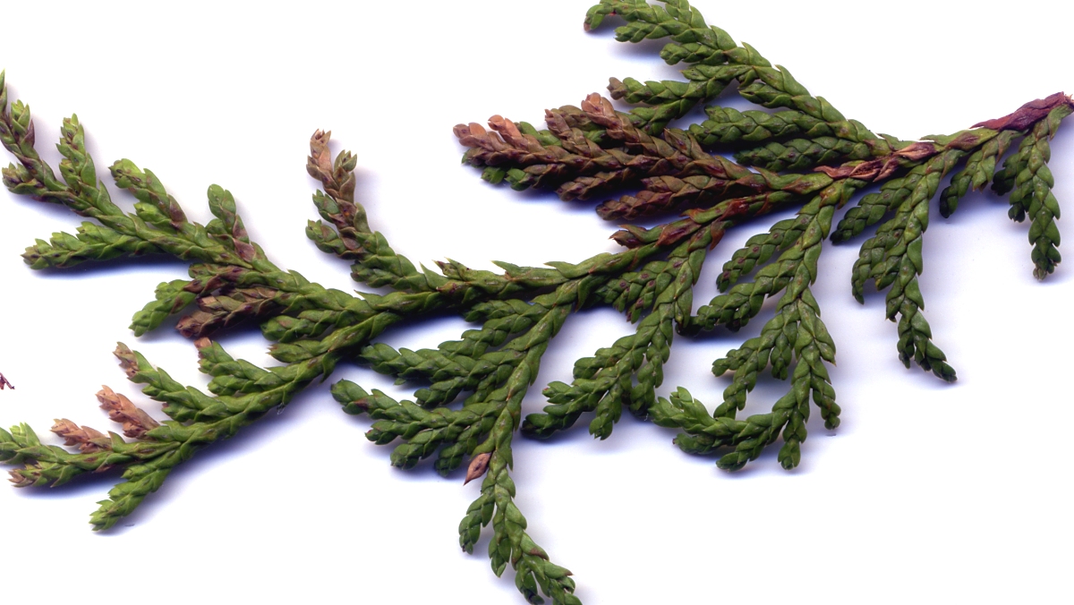 サワラ 山川草木図譜