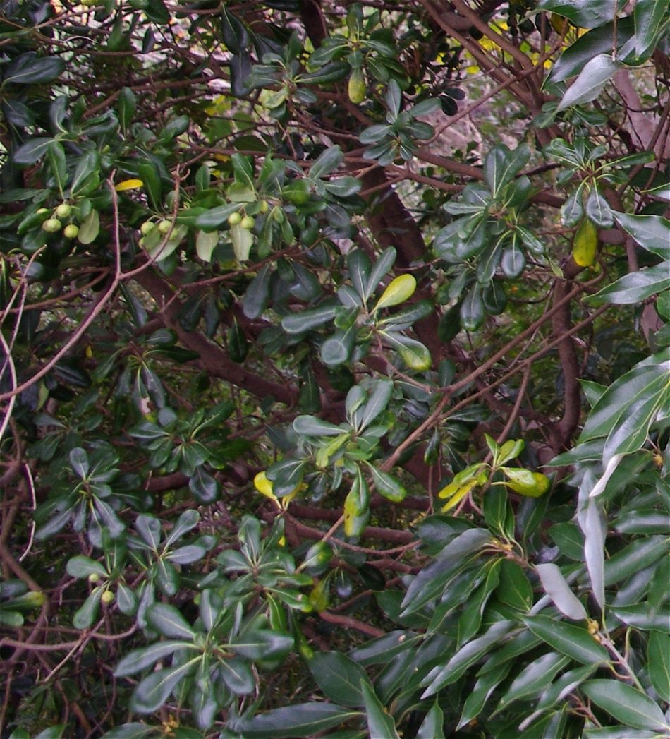 トベラ科 山川草木図譜