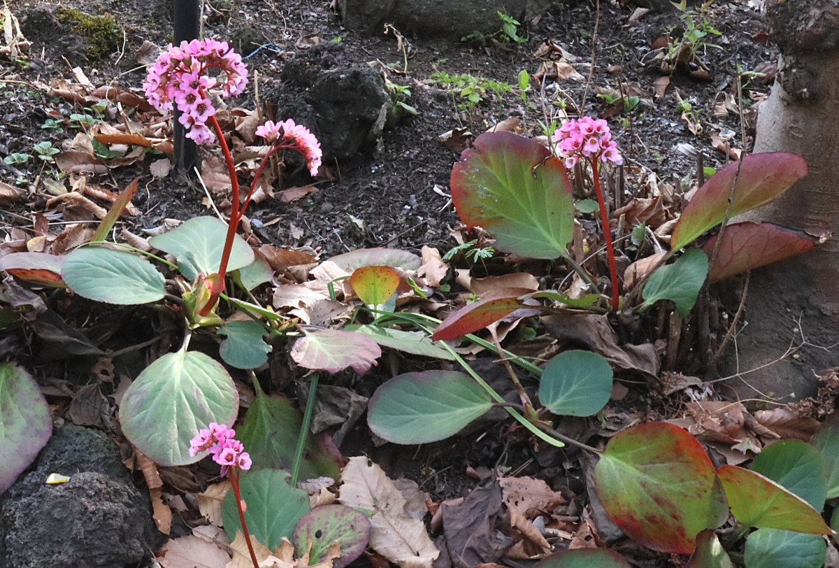 ヒマラヤユキノシタ 山川草木図譜