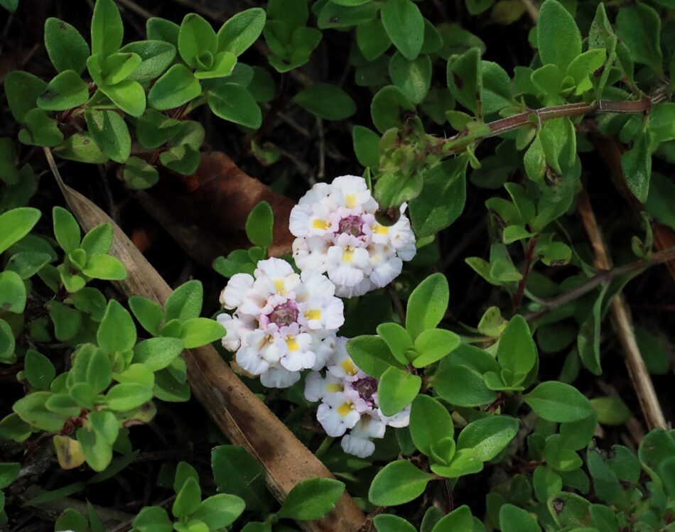クマツヅラ科 山川草木図譜