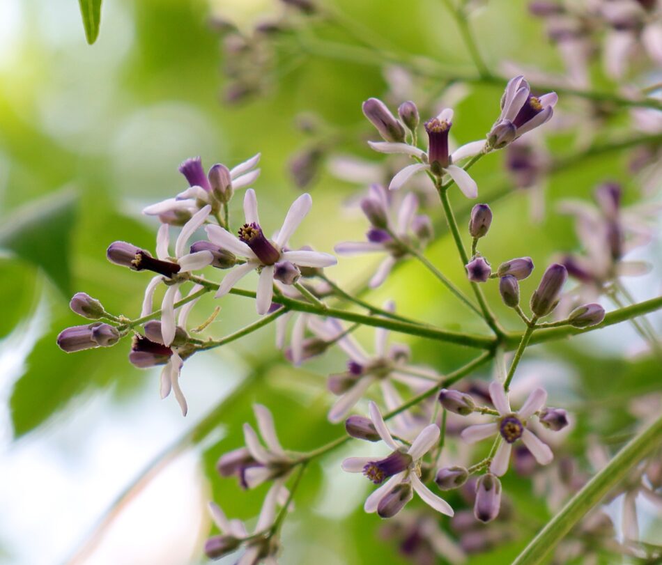 センダン科 山川草木図譜