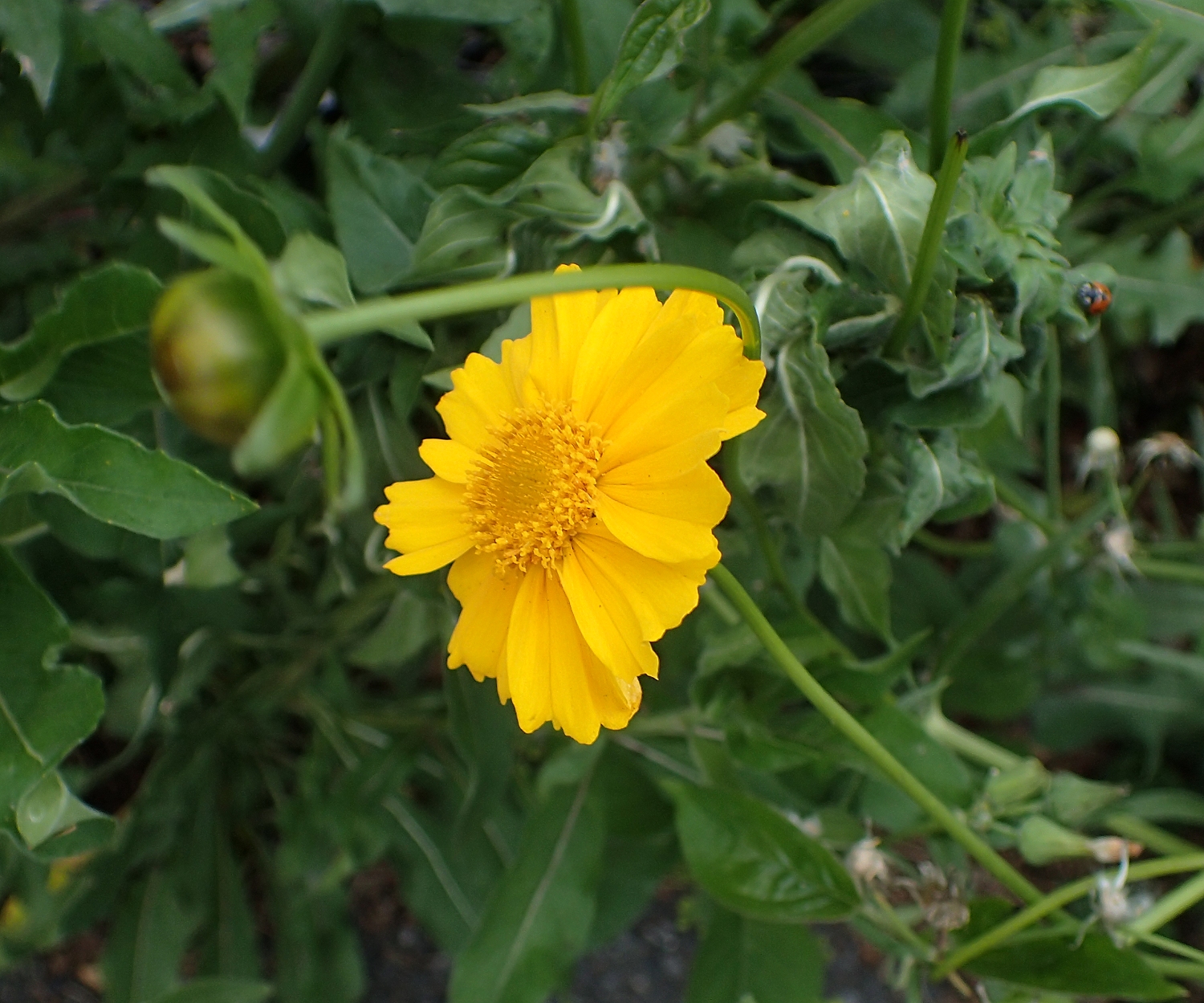 オオキンケイギク 山川草木図譜