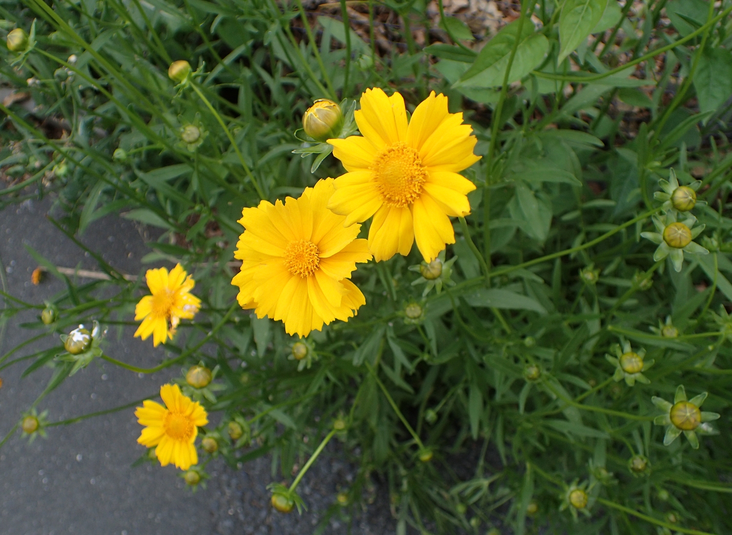 オオキンケイギク 山川草木図譜