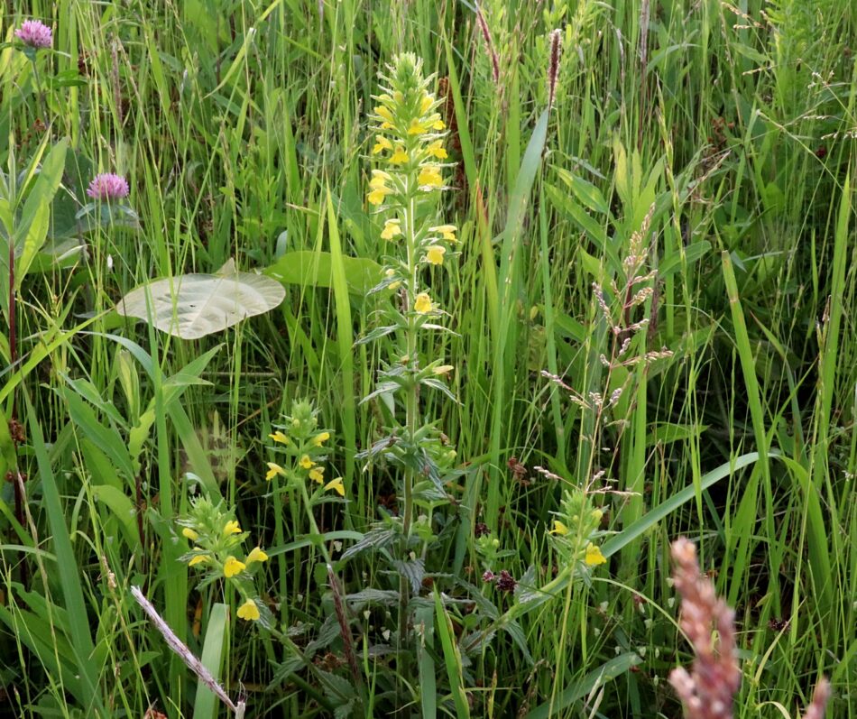 帰化植物 山川草木図譜