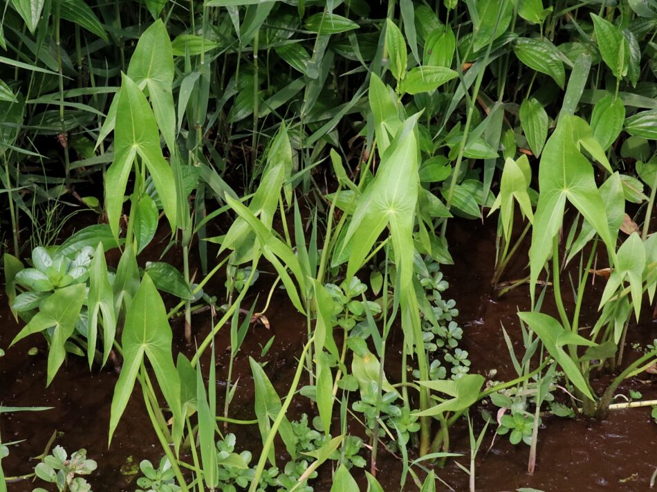 オモダカ科 山川草木図譜