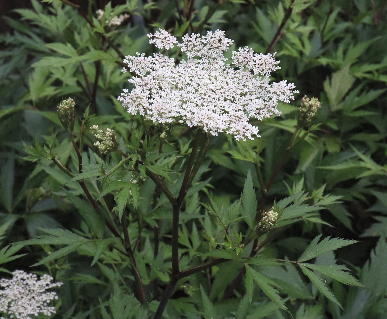 トウキ 山川草木図譜