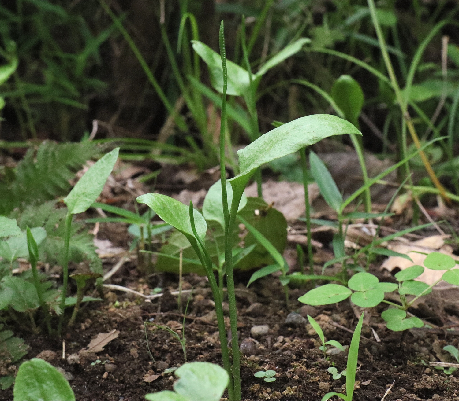 ヒロハハナヤスリ 山川草木図譜