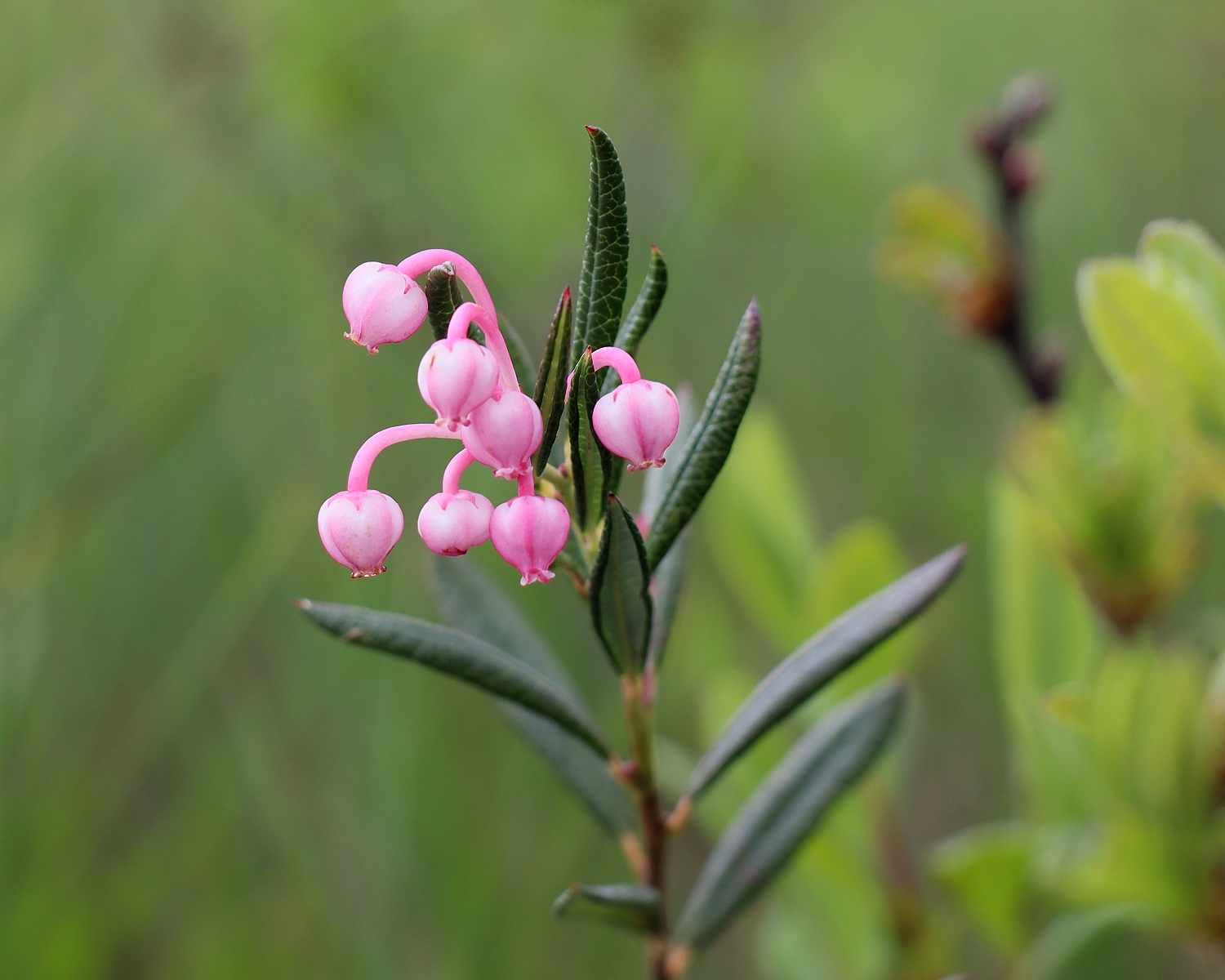 ヒメシャクナゲ 山川草木図譜