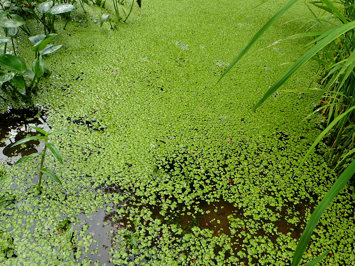 ウキクサ 山川草木図譜