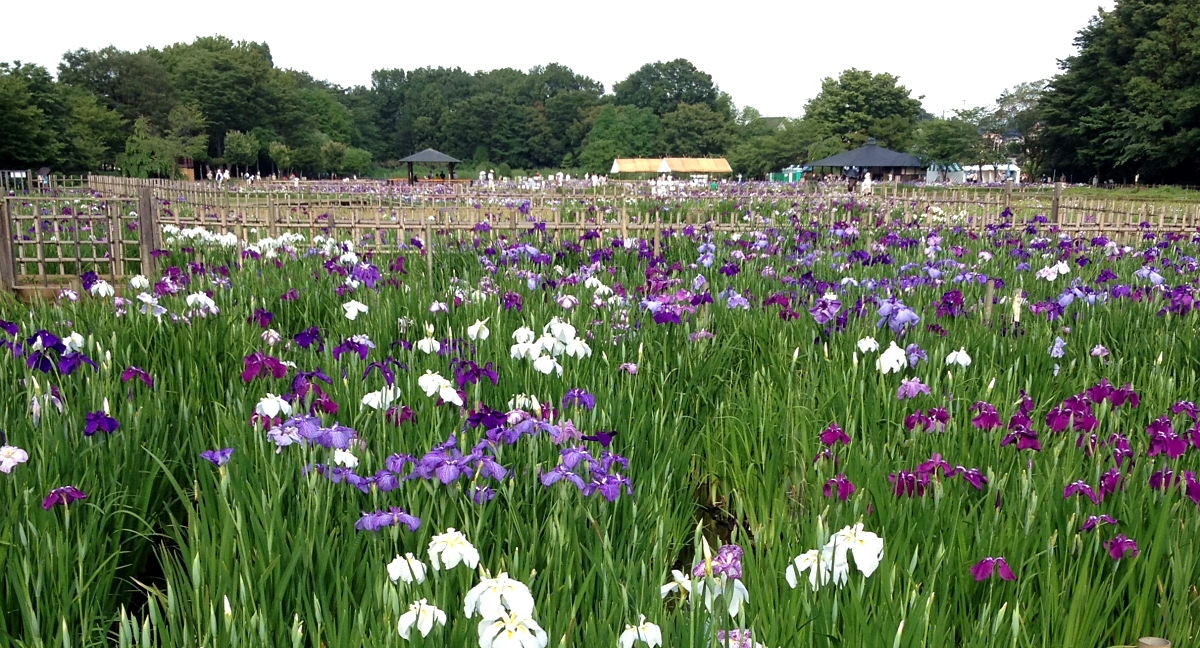 いずれアヤメかカキツバタ 山川草木図譜