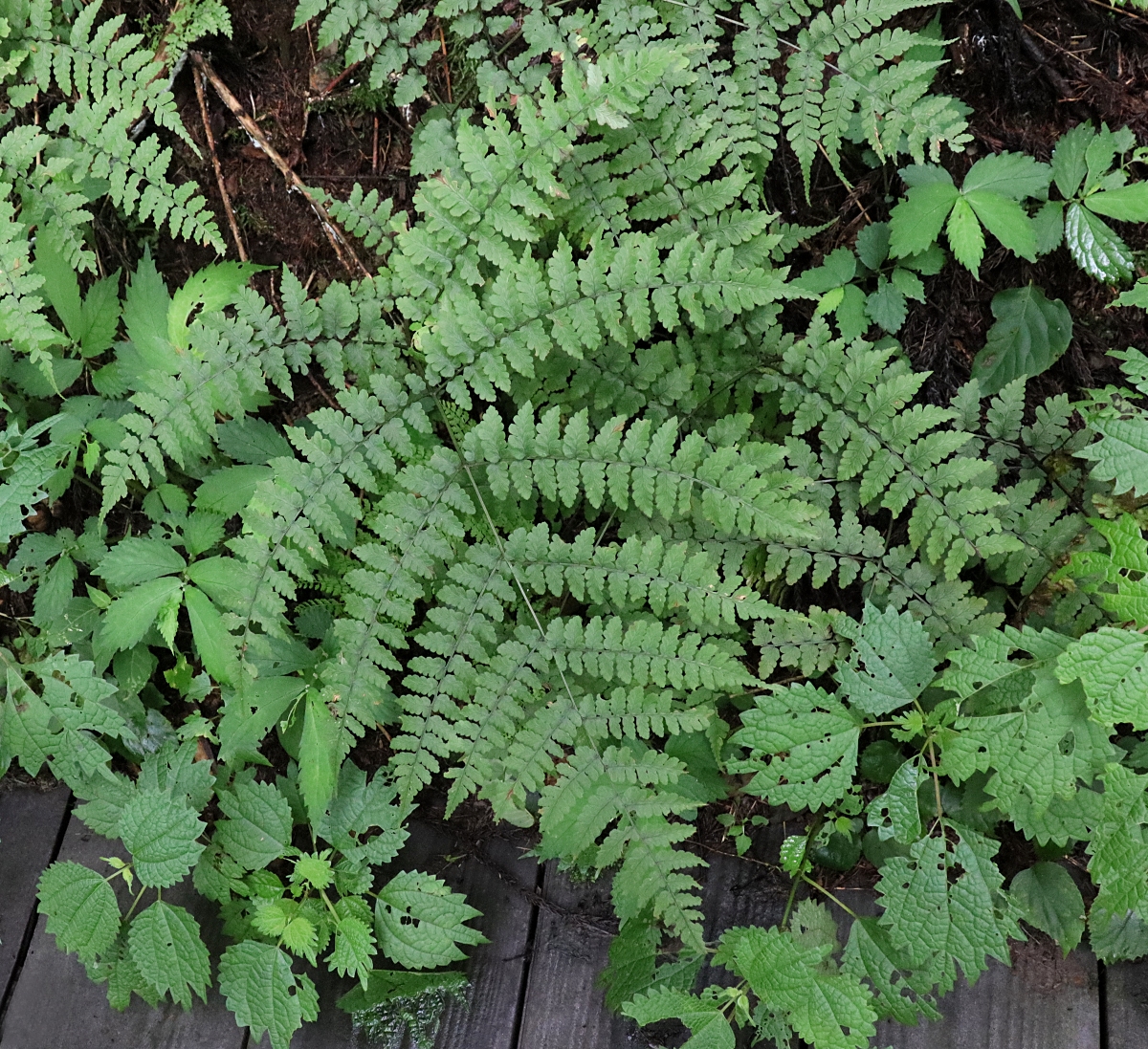 カラクサイヌワラビ 山川草木図譜