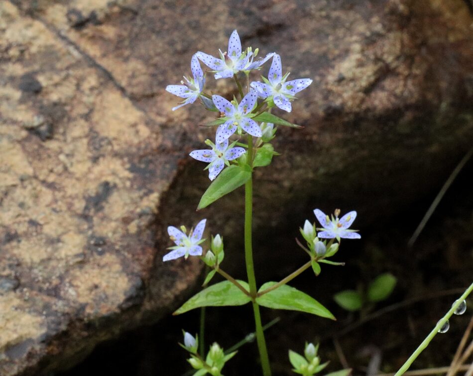 リンドウ科 山川草木図譜