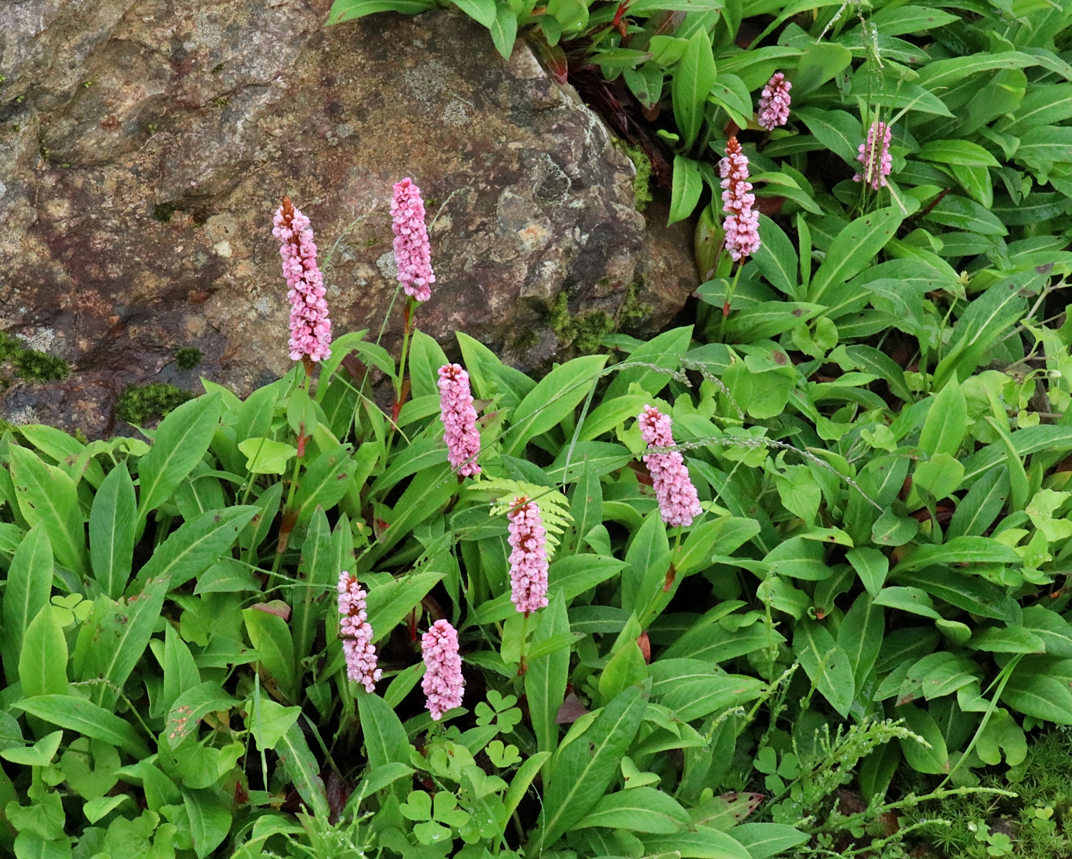 ヒマラヤトラノオ 山川草木図譜