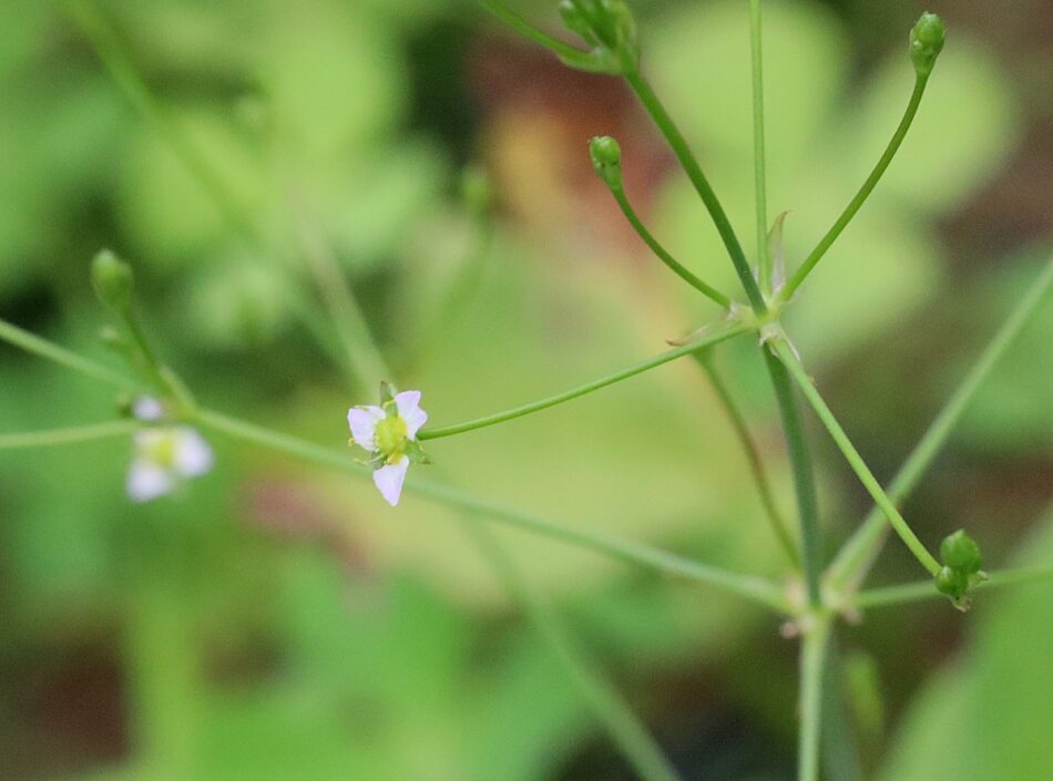 オモダカ科 山川草木図譜
