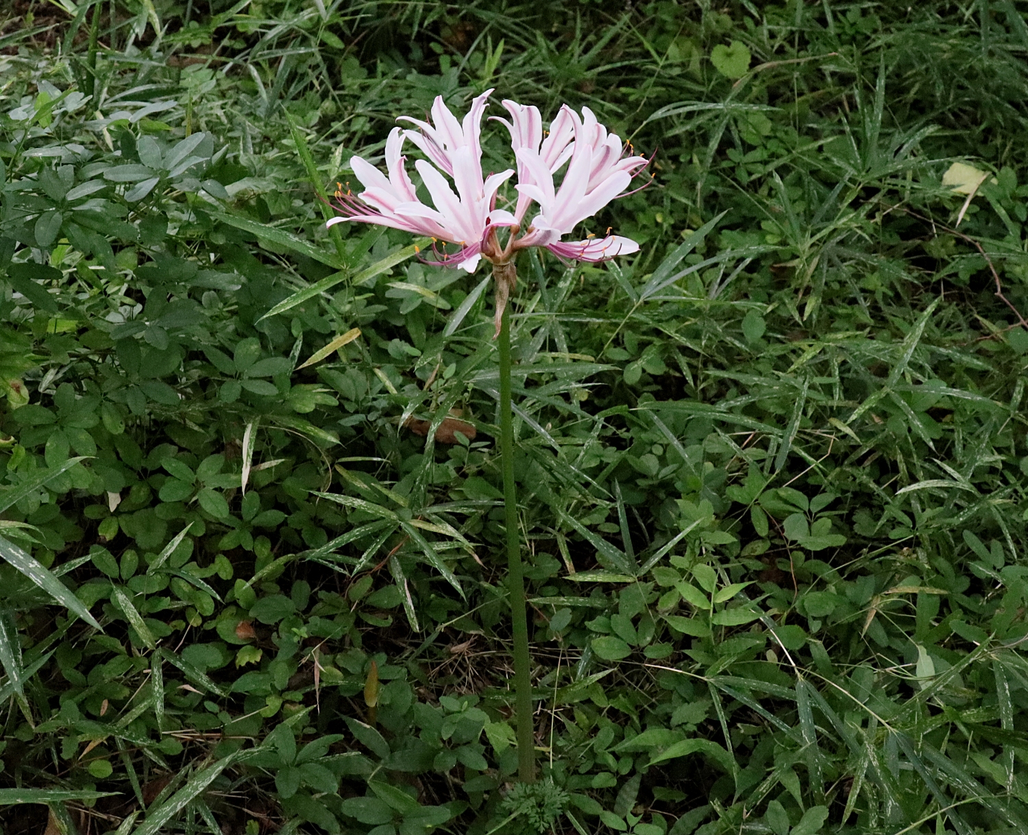 タヌキノカミソリ 山川草木図譜