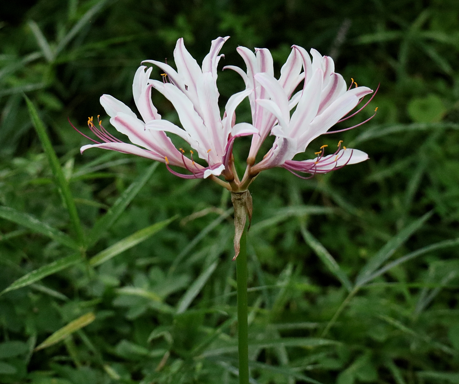 タヌキノカミソリ 山川草木図譜