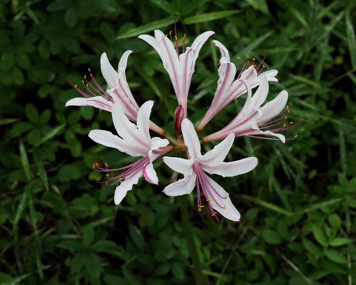 タヌキノカミソリ 山川草木図譜