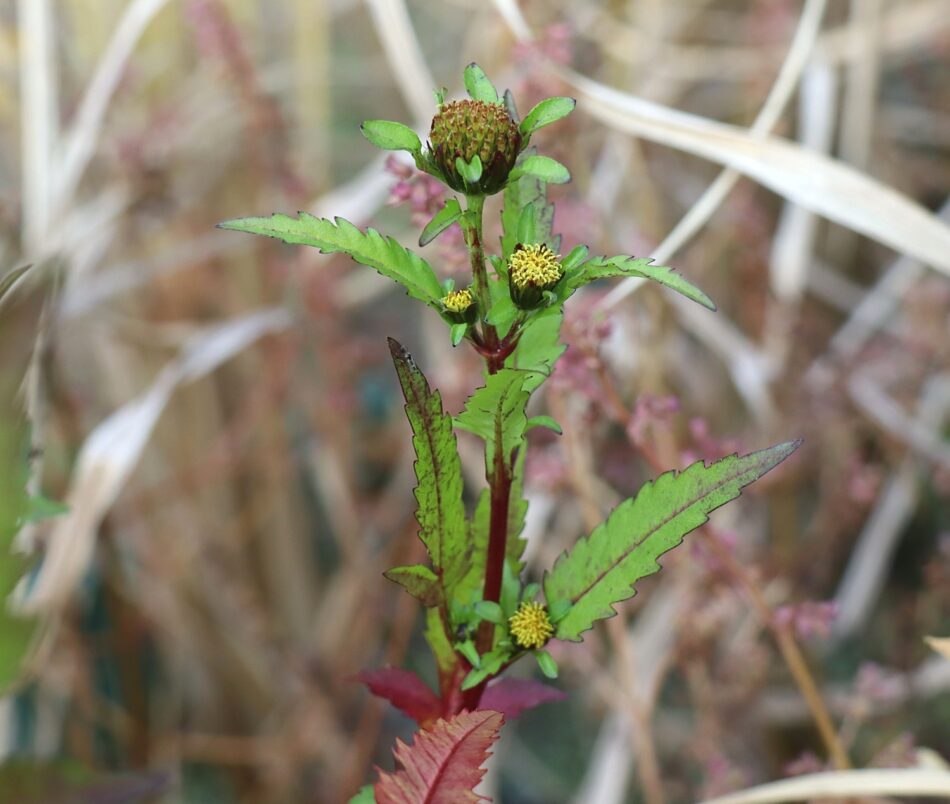 キク科 山川草木図譜