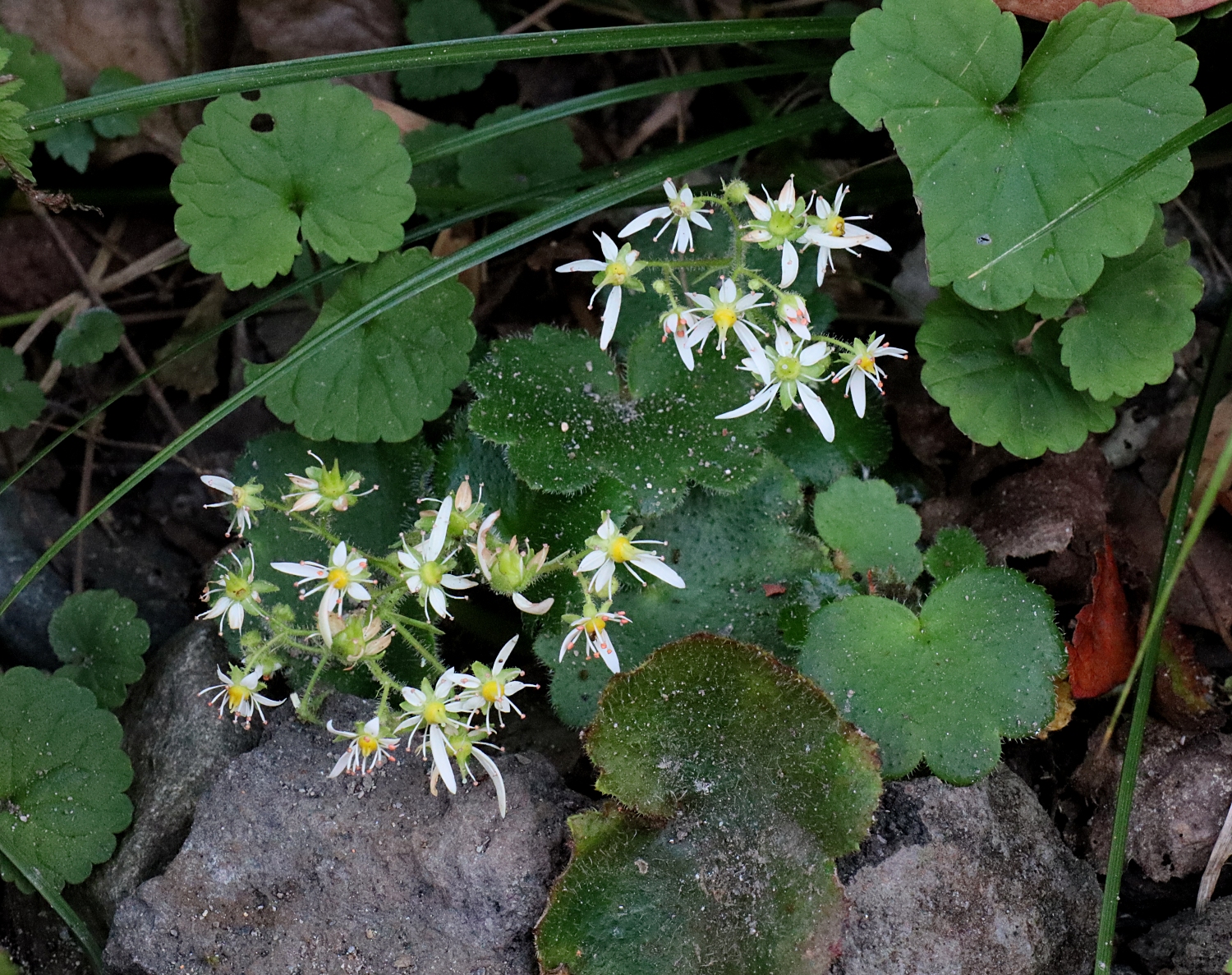 イズノシマダイモンジソウ 山川草木図譜