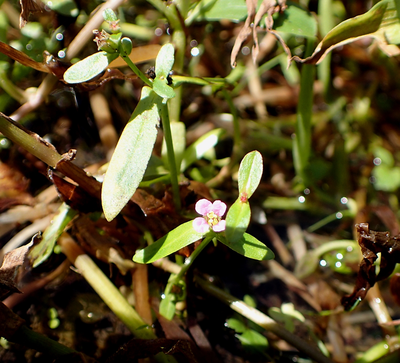 ホソバヒメミソハギ 山川草木図譜
