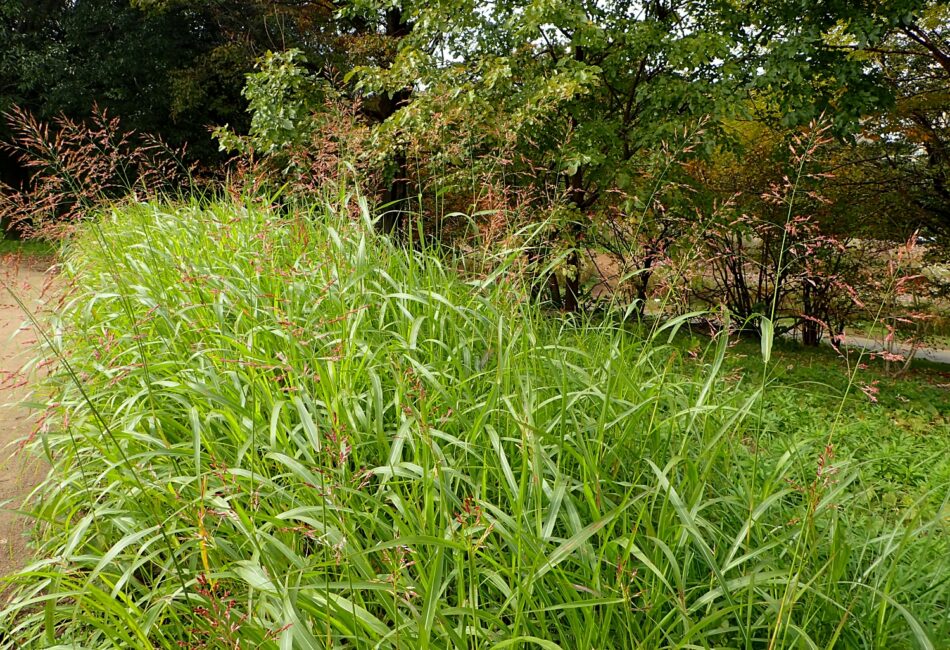 帰化植物 山川草木図譜