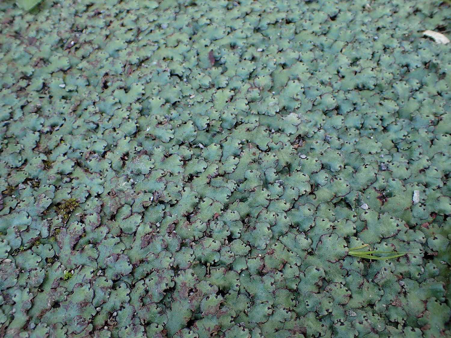 フタバネゼニゴケ  山川草木図譜